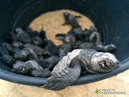Project Biodiversity Turtle Conservation Hatchery